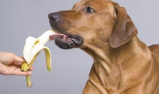 幼犬不能吃什么水果 狗不能吃的水果